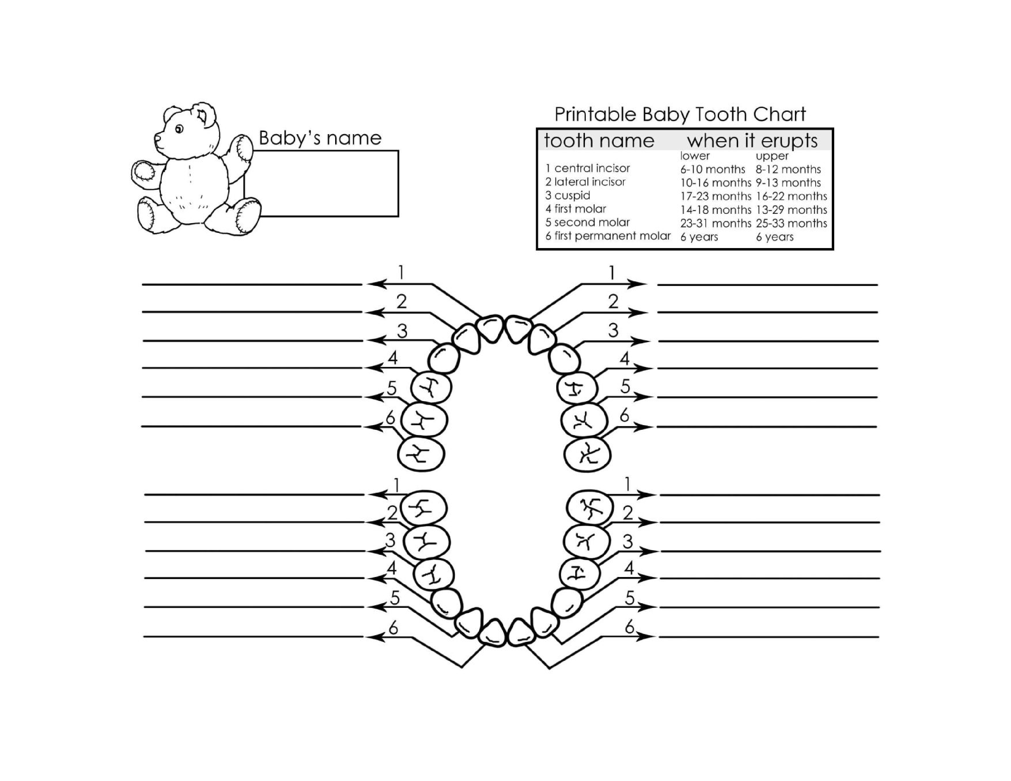 Printable Blank Tooth Chart