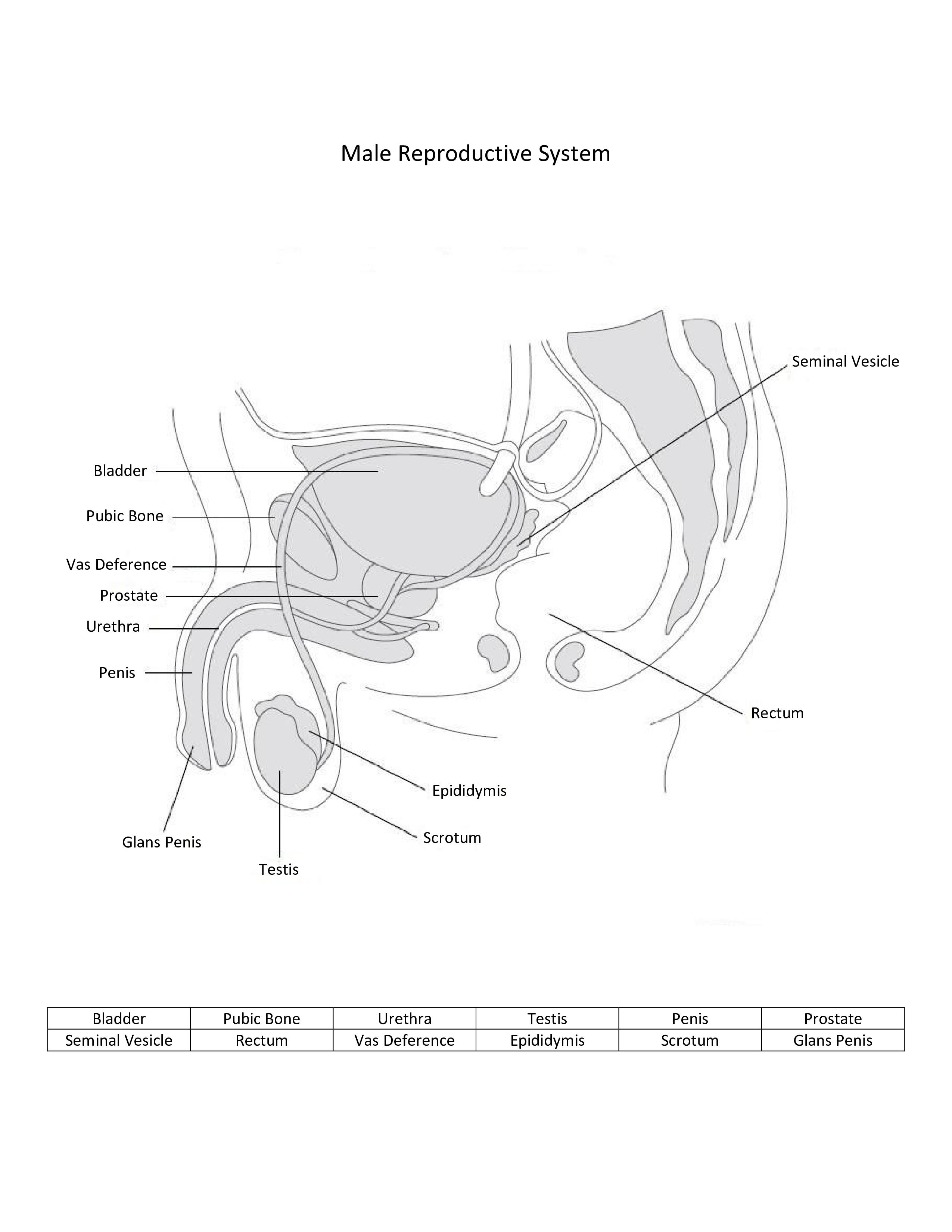 免费 Male Reproductive System Worksheet 样本文件在