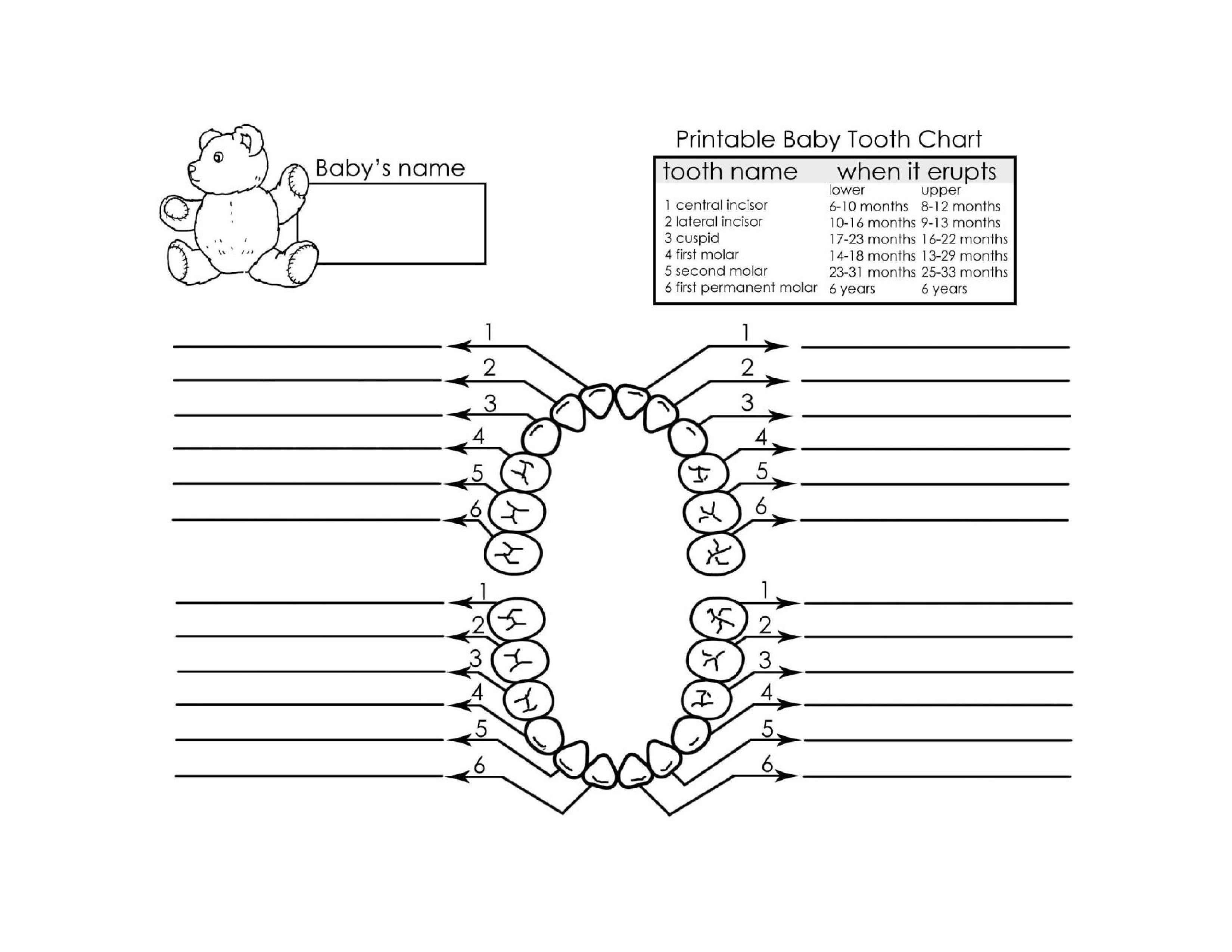 baby milk teeth chart plantilla imagen principal
