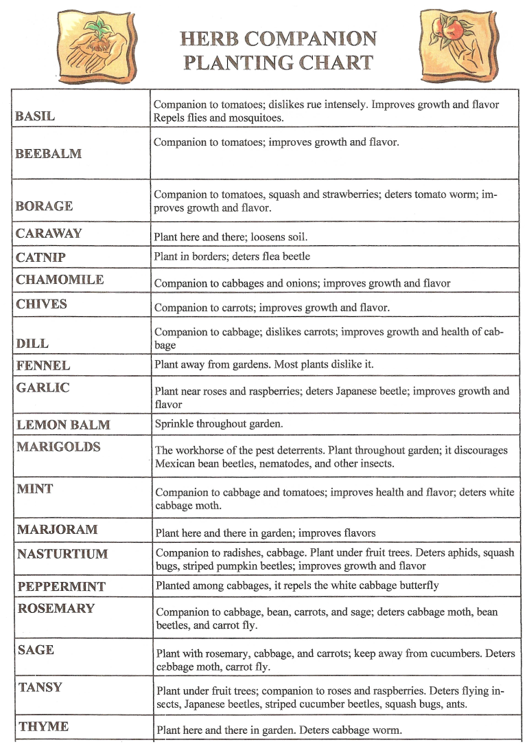 Herb Companion Planting Chart Templates at