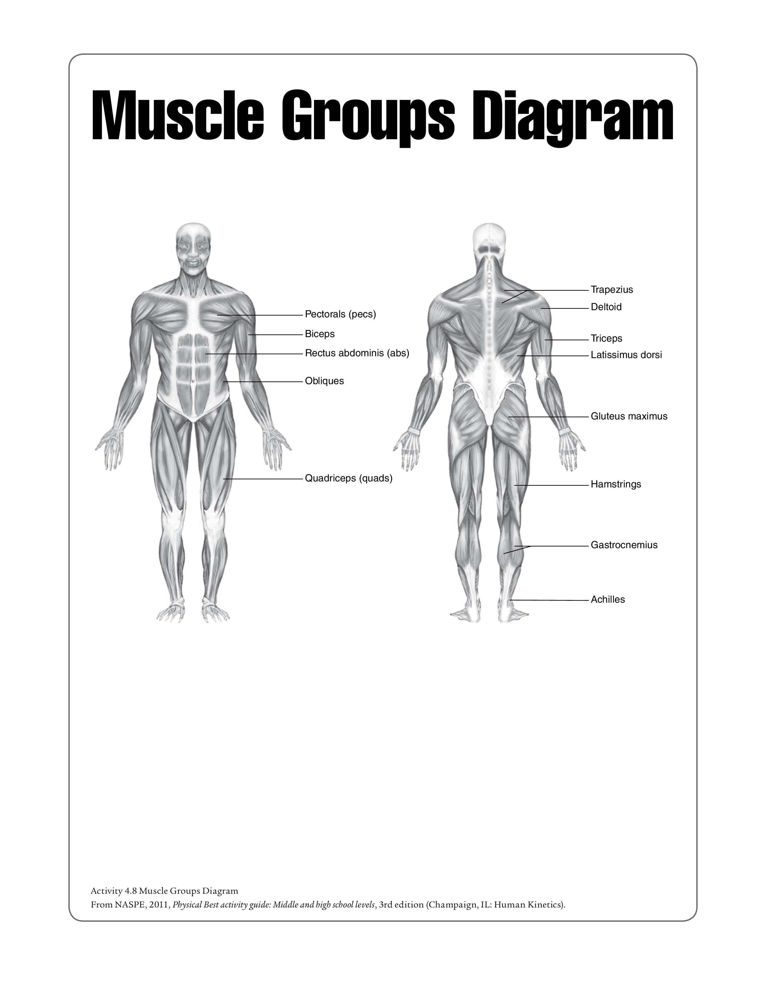 Human Muscle Chart main image