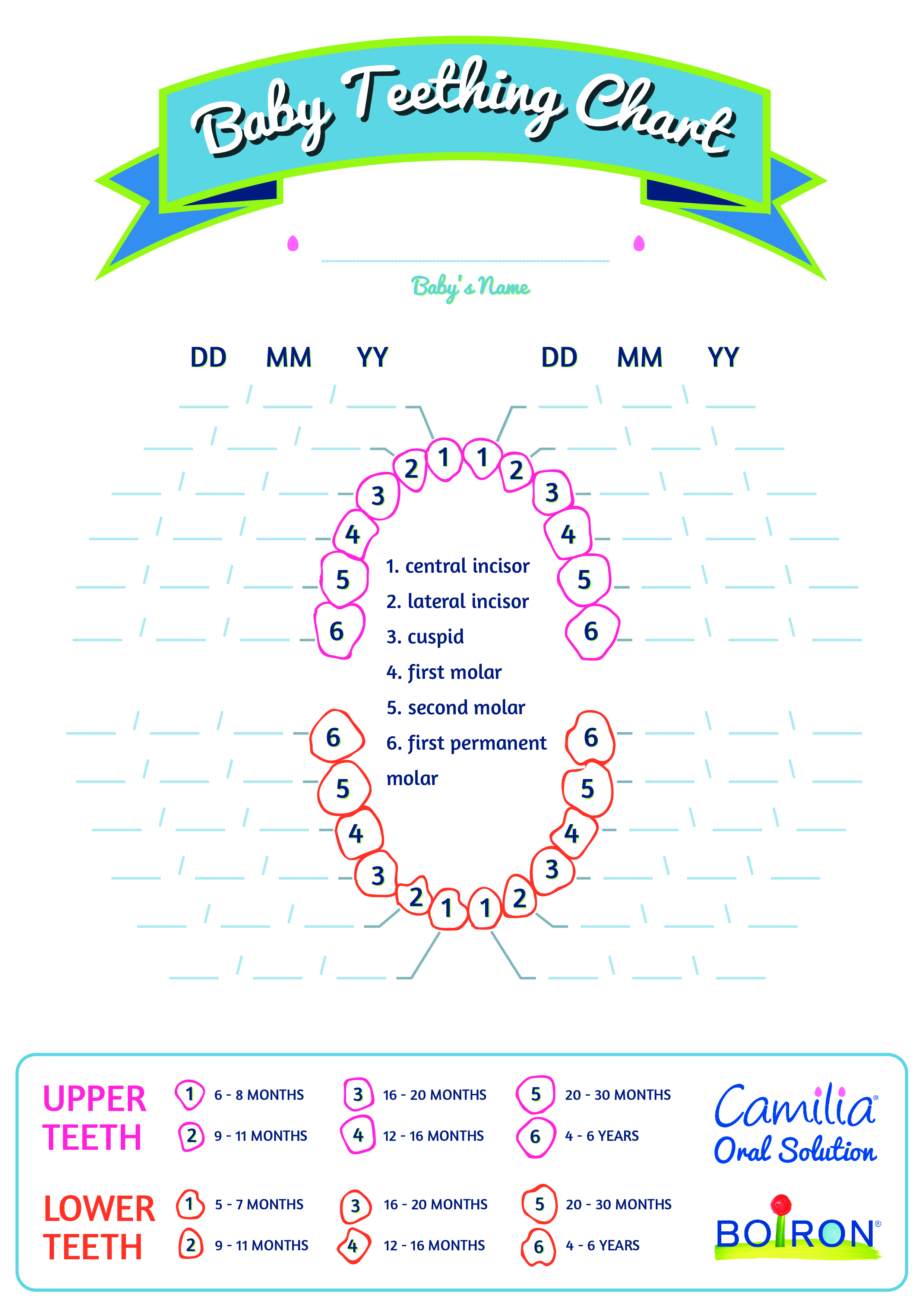 Basic Baby Teething Chart Templates At Allbusinesstemplates