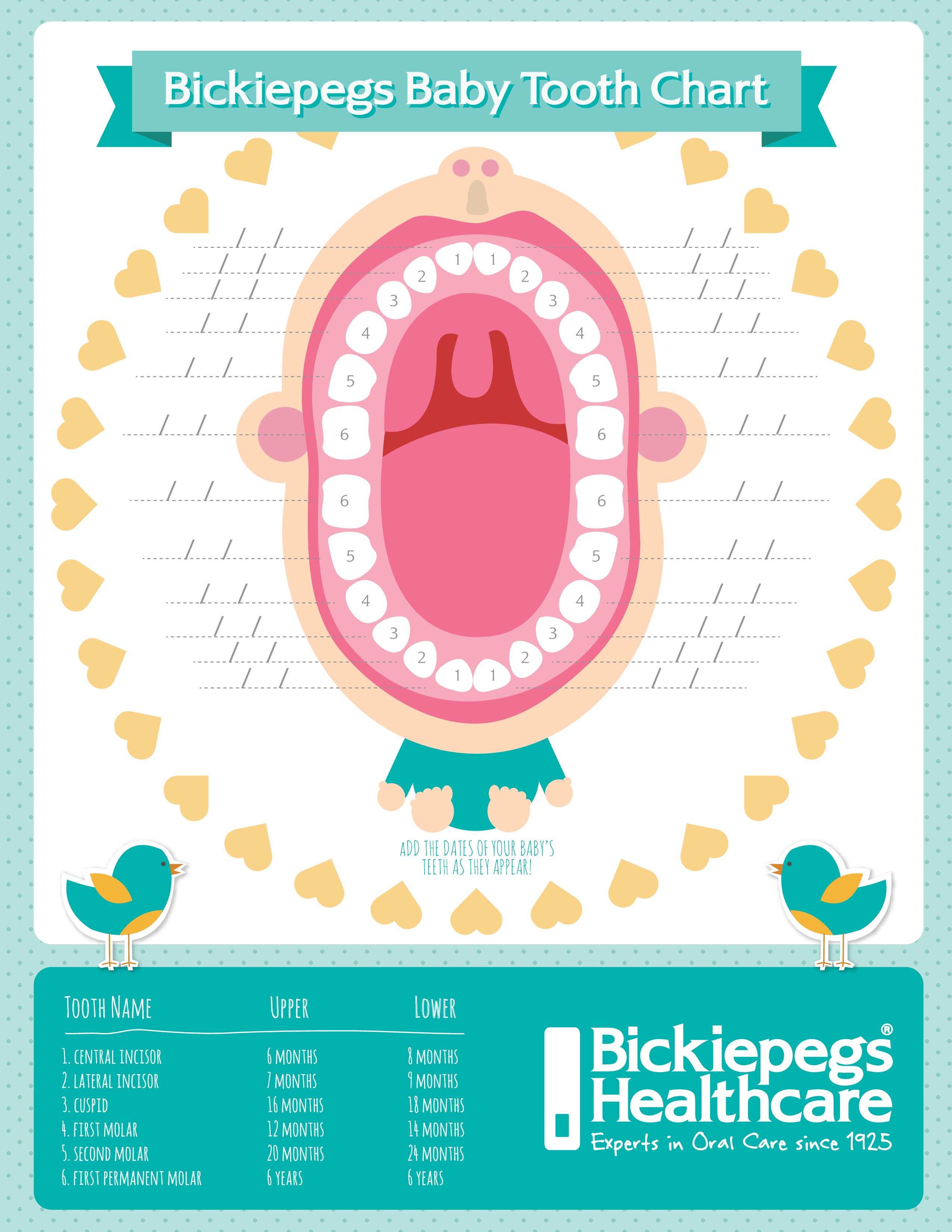  Baby Teething Age Chart Allbusinesstemplates